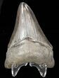 Glossy, Serrated, Megalodon Tooth #39971-2